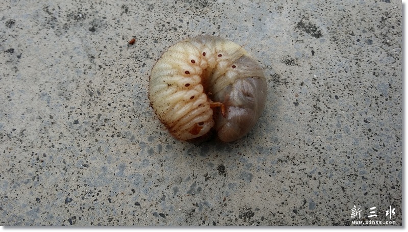 70后的集体回忆———鸡乸虫