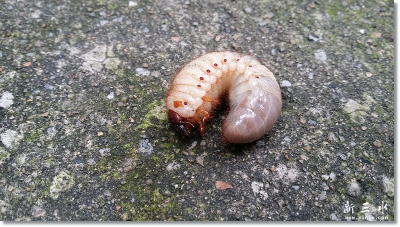 70后的集体回忆———鸡乸虫