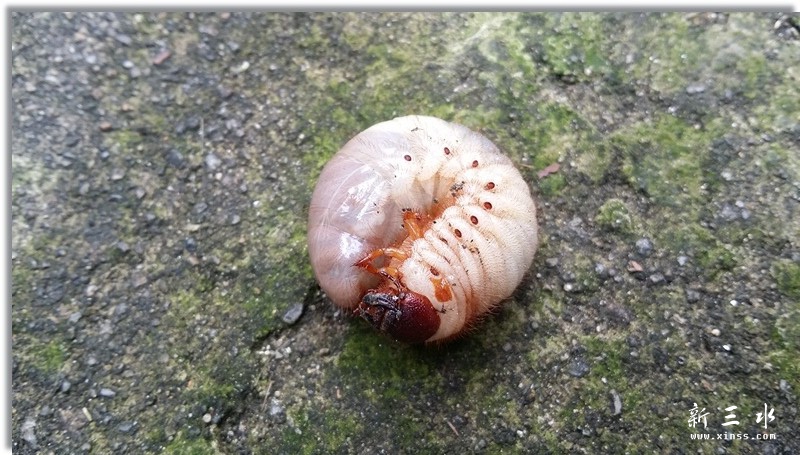 70后的集体回忆———鸡乸虫