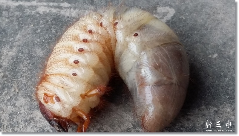 70后的集体回忆———鸡乸虫