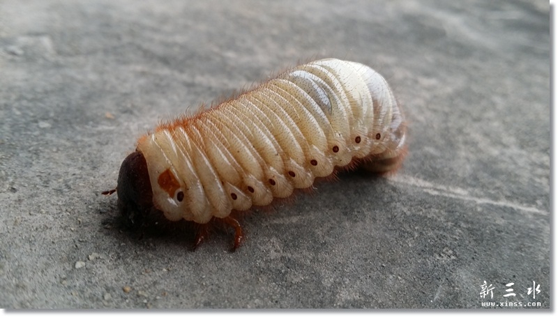 70后的集体回忆———鸡乸虫