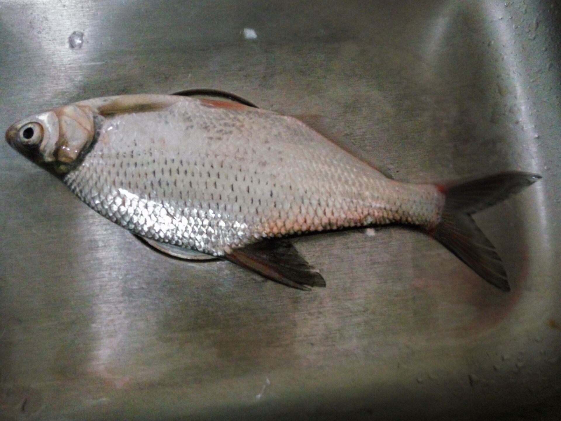 正宗北江野生边鱼,新鲜到