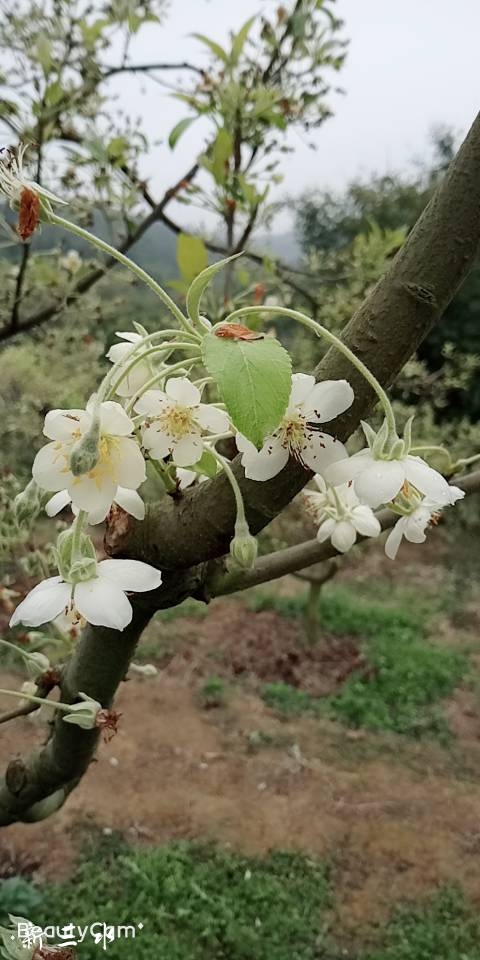 2月15日广宁木格镇册田村看那漫山遍野的山楂花.