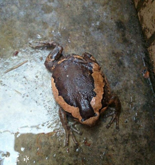 【视频】蠳盎(本地一种蛙类,你见过吗?